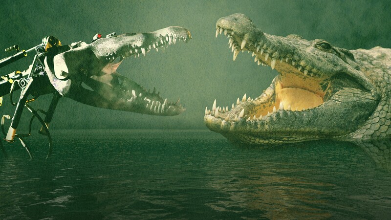دانلود فیلم Animal Face Off: Saltwater Crocodile vs. Great White Shark 2004 رویارویی حیوانات