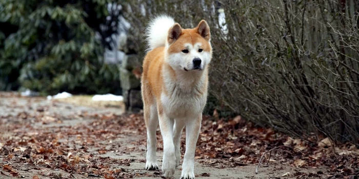 دانلود فیلم Hachi: A Dogs Tale 2009 هاچی داستان یک سگ