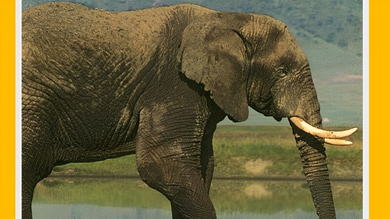 دانلود فیلم Reflections on Elephants 1996 بازتاب فیل‌ها