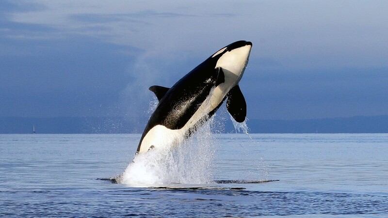 دانلود فیلم Free Willy 2: The Adventure Home 1995 نهنگ آزاد ۲: ماجراجویی به سوی خانه